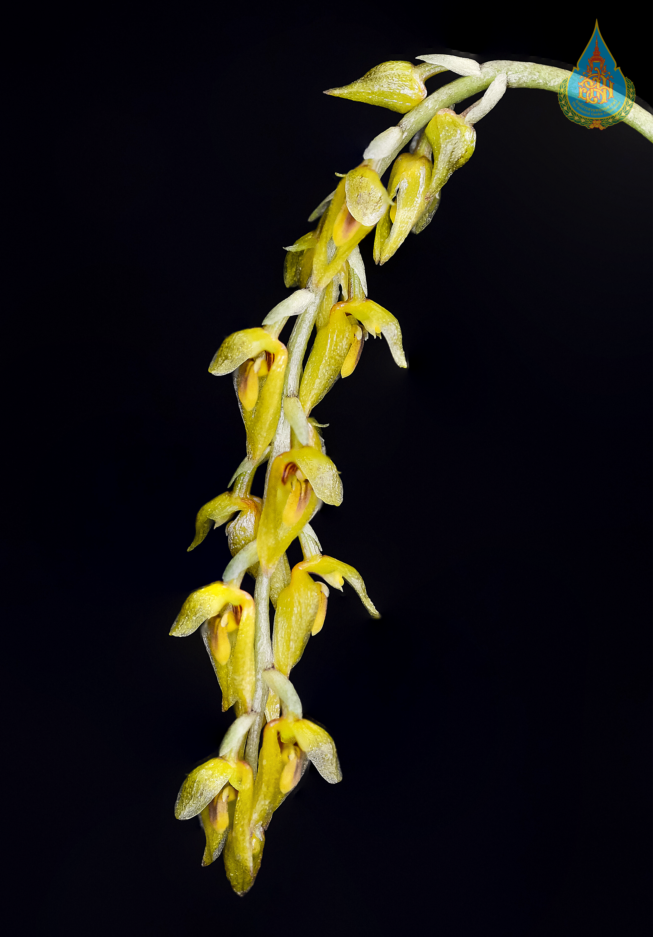 เอื้องกีบม้าเหลือง Bulbophyllum elassonotum Summerh.<br/>ORCHIDACEAE